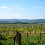 vineyards, landscape, panorama, palatinate, vineyards, vineyards, vineyards, vineyards, vineyards