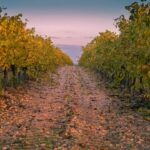 vineyard, farming, vine, vines, harvest, fields, vineyard, vineyard, vineyard, vineyard, vineyard