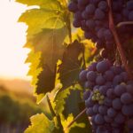 vines, nature, italy, tuscany, vineyards, wine, grapes, sunset, backlighting, vacations, tuscany, wine, wine, wine, wine, wine